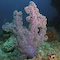 Soft Coral